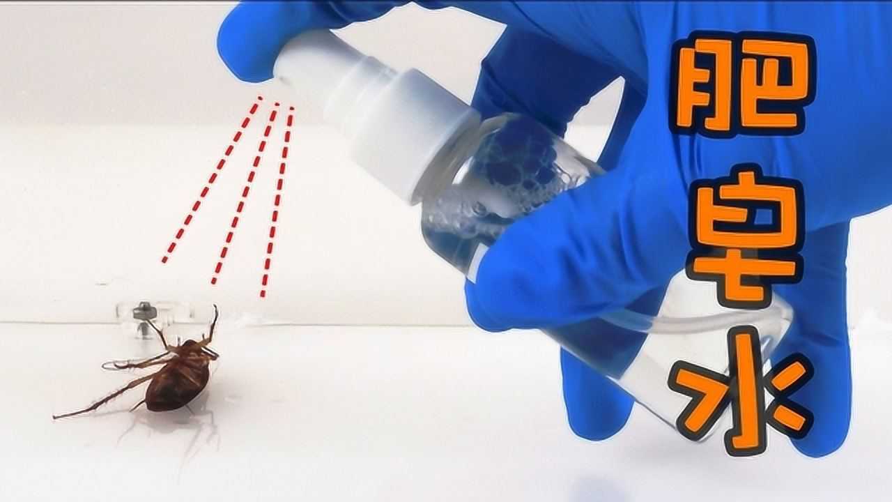肥皂水真能消灭蟑螂吗小伙现场测试结果发现它才是杀手锏
