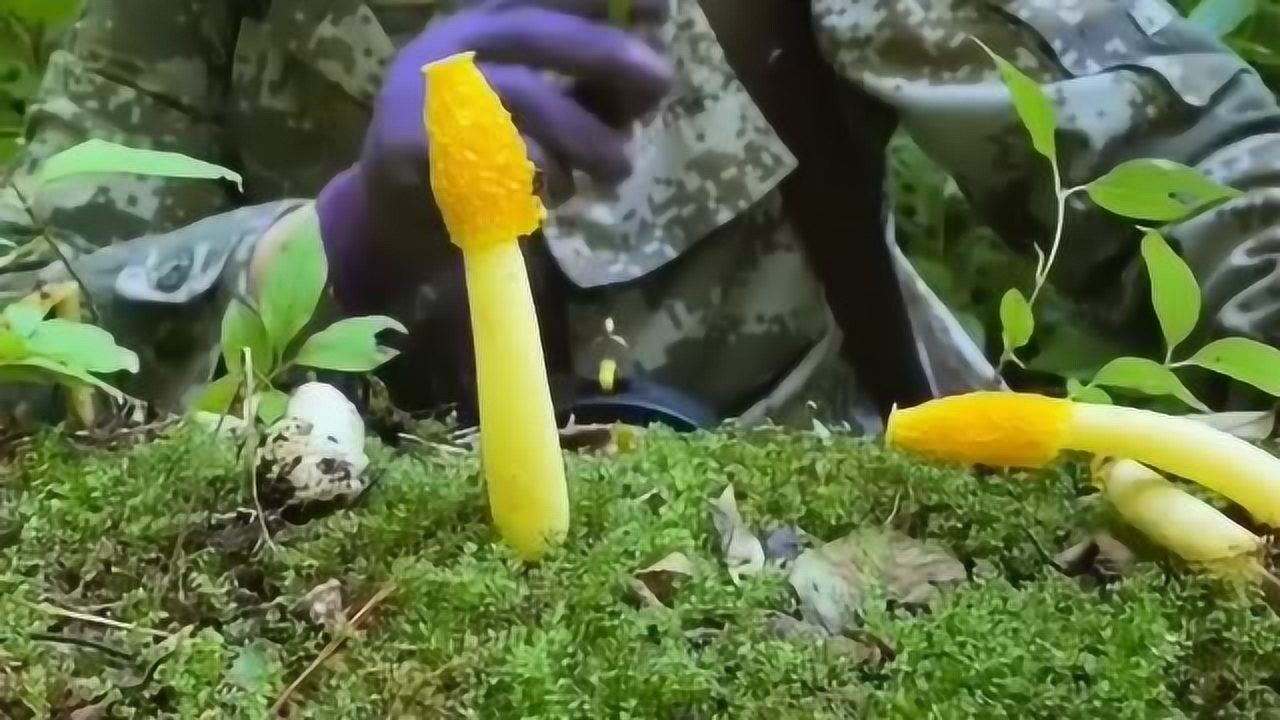 森林遇到黄鬼笔请您尽量绕着走因为它不仅有腥臭还具有剧毒