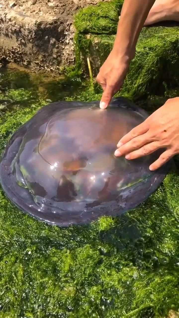 海蜇最好吃的就是这个海蜇脑,美味极了