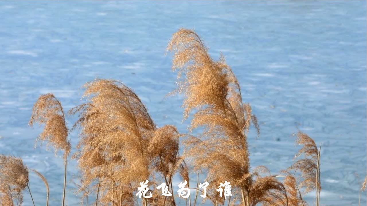 《芦花》李维君二胡