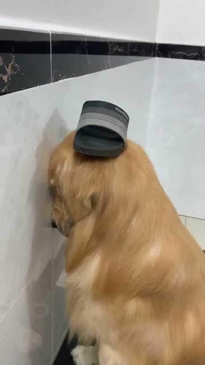 传说中的面壁思过这姿势好标准一看就是受过训练的