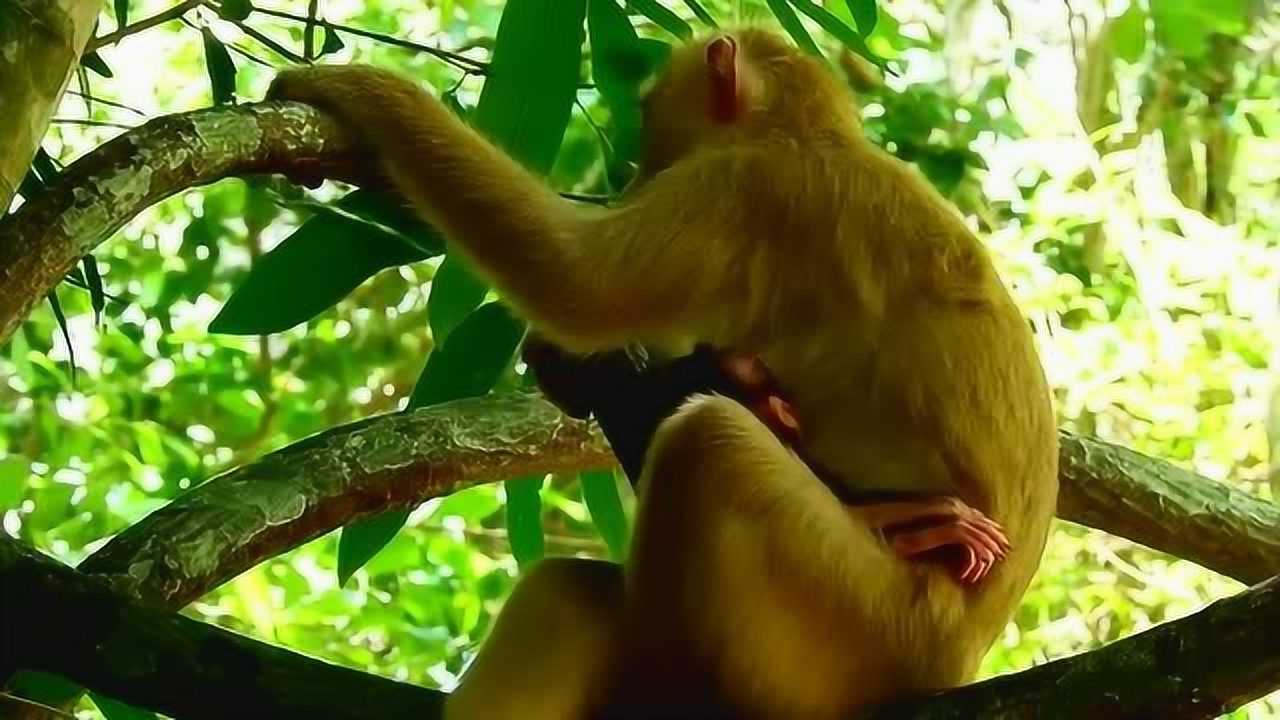 母猴抱着小猴子在树上乘凉,小家伙在妈妈怀里睡得真香
