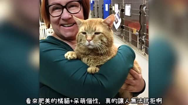 浪迹街头的霸王胖橘猫超黏人爱说话,因为太可爱立马被人类包养!