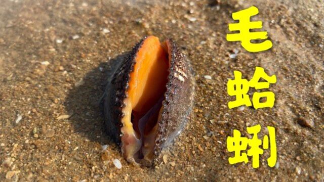 休渔期大洋赶海挖白蛤,毛蛤蜊张着嘴搁浅在沙滩,发现好多鱼货