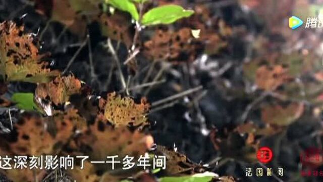 《舌尖上的中国》来源于植物的豆腐 能给予人类最大的营养支持