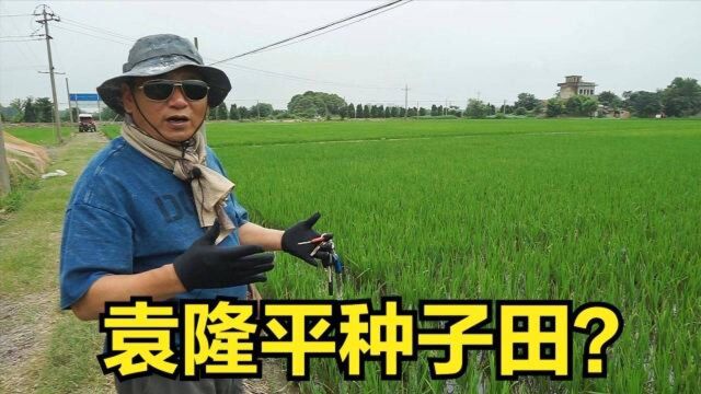 袁隆平种子试验田?51亩水稻,2000个品种,头一次见到!