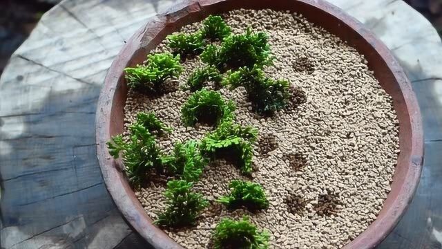 【园艺】Bonsai diary盆栽日记 原来柏树也能这样扦插