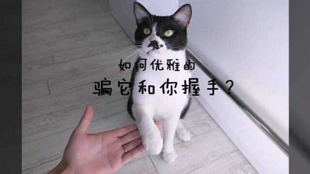 绅士猫,吃饭前先和主人握手感恩