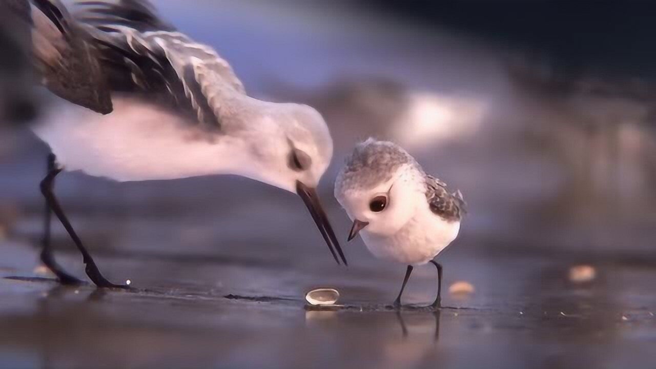 小海鸟超级萌！第89届奥斯卡金像奖最佳动画短片《鹬》（Piper）_腾讯视频