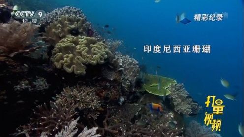 印度尼西亚珊瑚礁|地球脉动