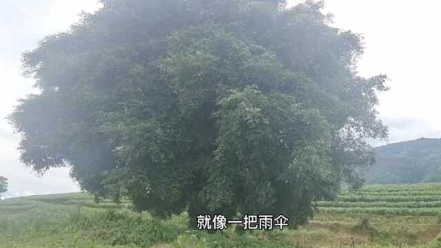 千年“古树”外观像“雨伞”根部像千年“沉木”美到让人无法形容