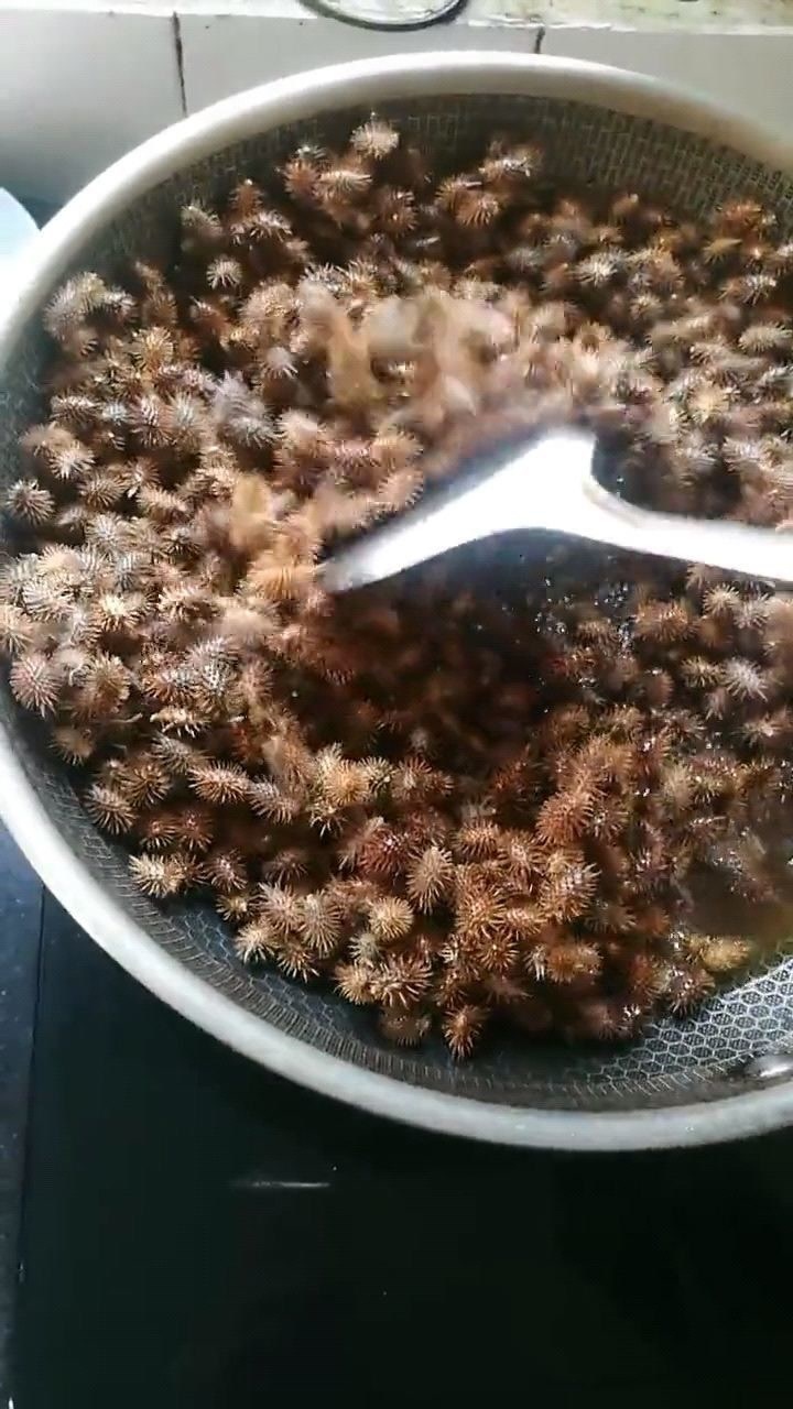 苍耳子用香油焙干了浸泡半个月,治疗鼻炎的_腾讯视频