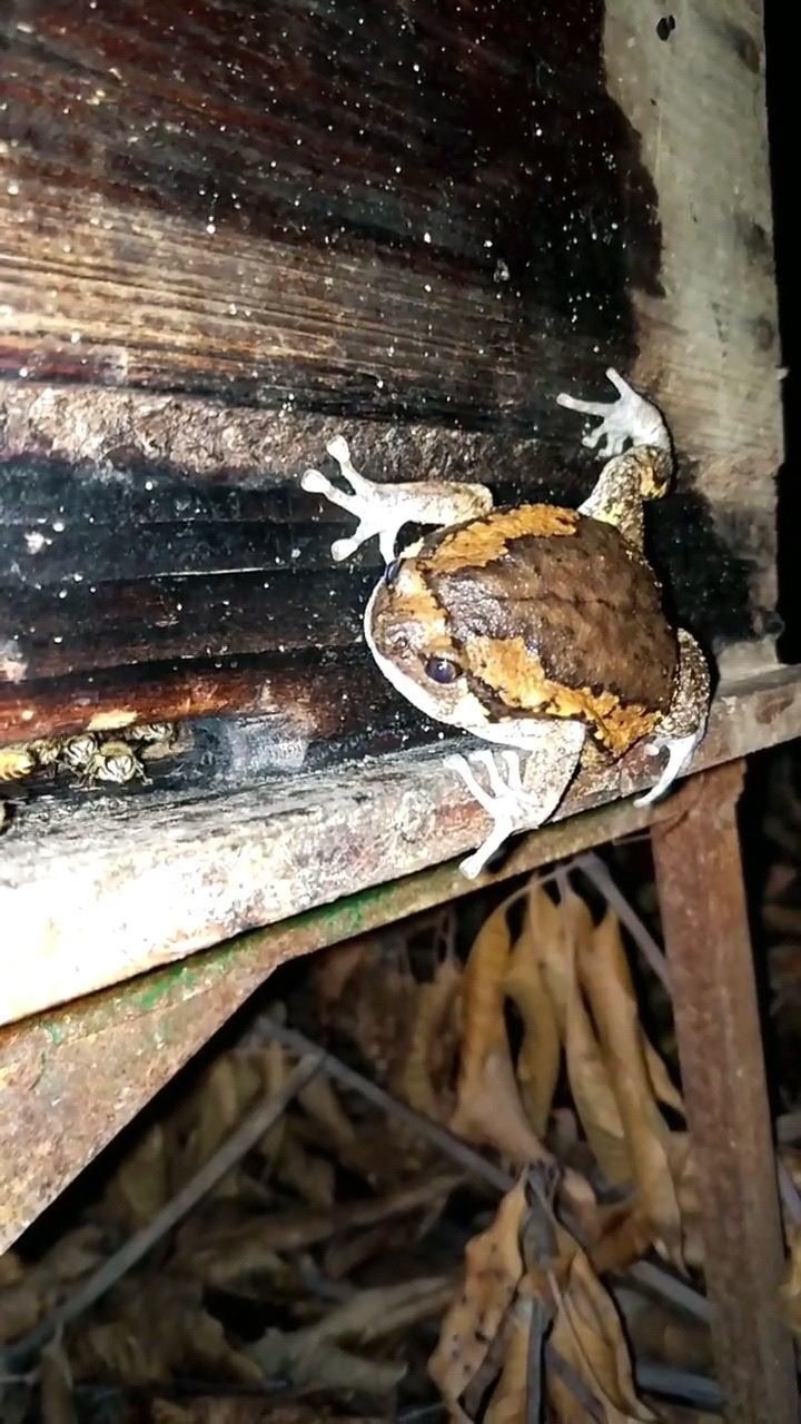 摄像头夜间拍摄的捉虫子高手青蛙真是速度超快