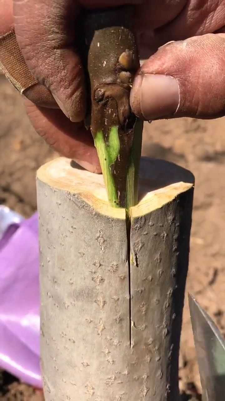 核桃树还能这样嫁接好一招移花接木活不活就看天意了