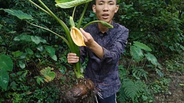 大山里见到“野芋头”和种植的芋头一模一样,特别提醒:它不能吃