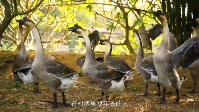 广州番禺的龙泉山庄,自有山泉水,老板亲自找寻食材.性价比高.广州美食##美食探店#