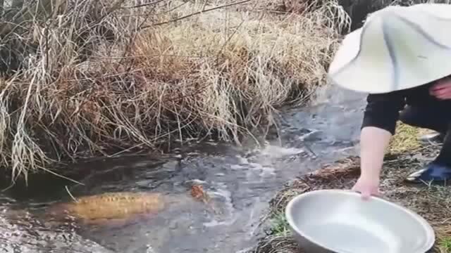 村长把竹篮放在急水流里,没想到竟收获这么多泥鳅,太牛了!