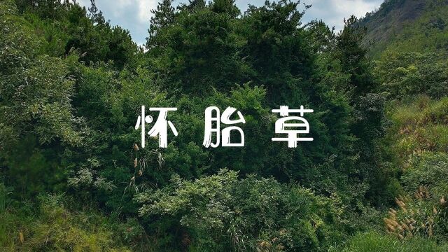 民间故事《怀胎草》观音转世渡孝子,孝顺之人得福报