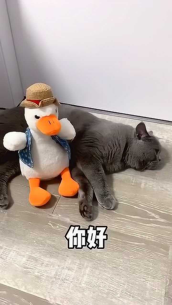 猫你说你打就打吧但你把我吓得一激灵是啥意思