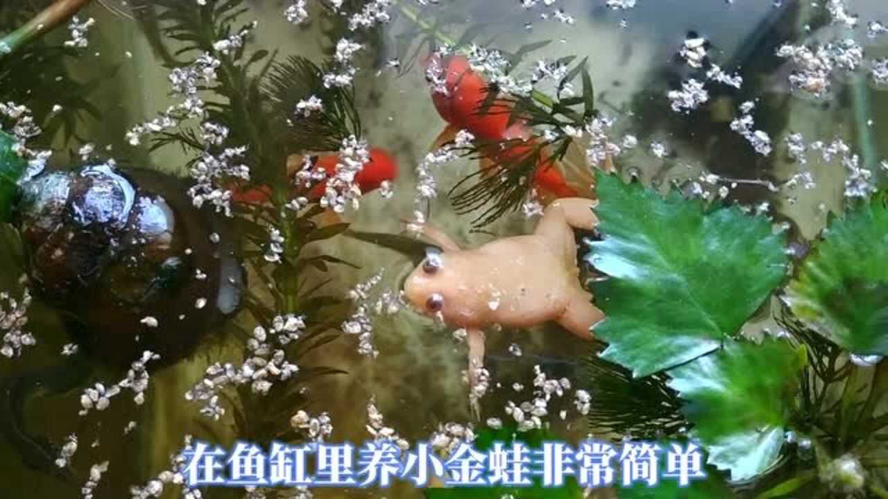 小金蛙怎么养吃什么鱼缸里饲养白化非洲爪蟾的方法比原生鱼好养的青蛙