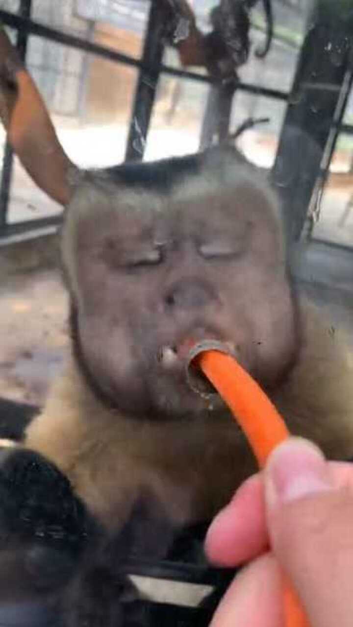 动物园逗一只方脸猴子,这波操作把我笑尿了,我竟然玩不过它?