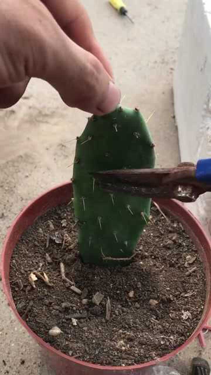 仙人掌嫁接白檀教程完整版之前不能发60秒视频教程分开发的现在可以发