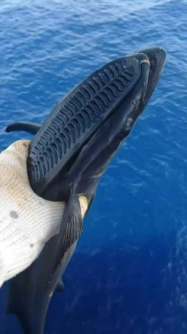 墨西哥湾海钓钓上来的吸盘鲨像鞋垫的地方就是吸盘有很大的吸力