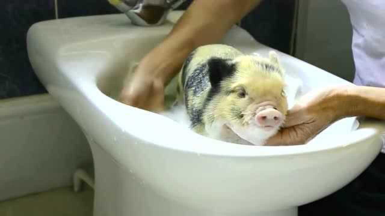 在面盆里给小猪洗澡宠物猪还露出享受的微笑