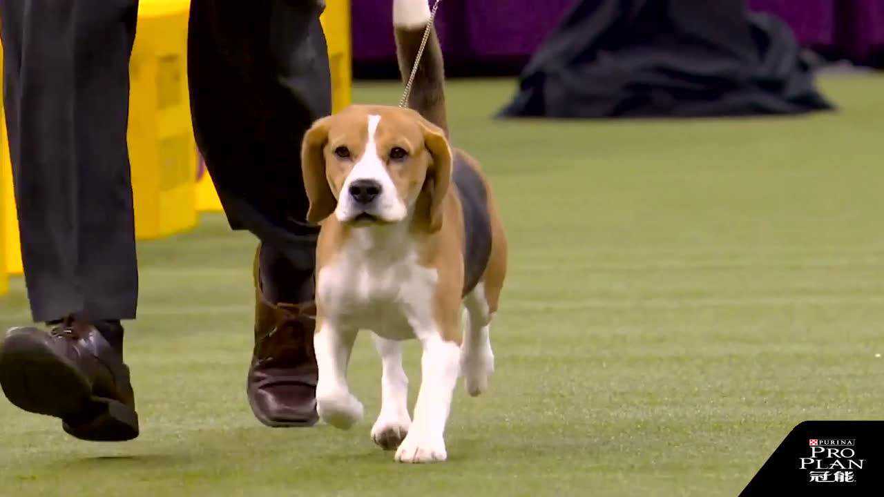 【解说】朴实但优雅的猎犬组-2020年美国西敏寺犬展第一期