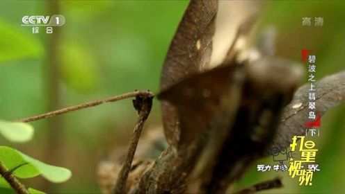 枯叶螳螂进化完美与环境相融|动物世界