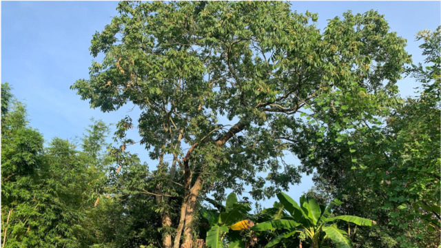 为了保护我家那棵老洗衣果树,网友们觉得我这样做法对吗?