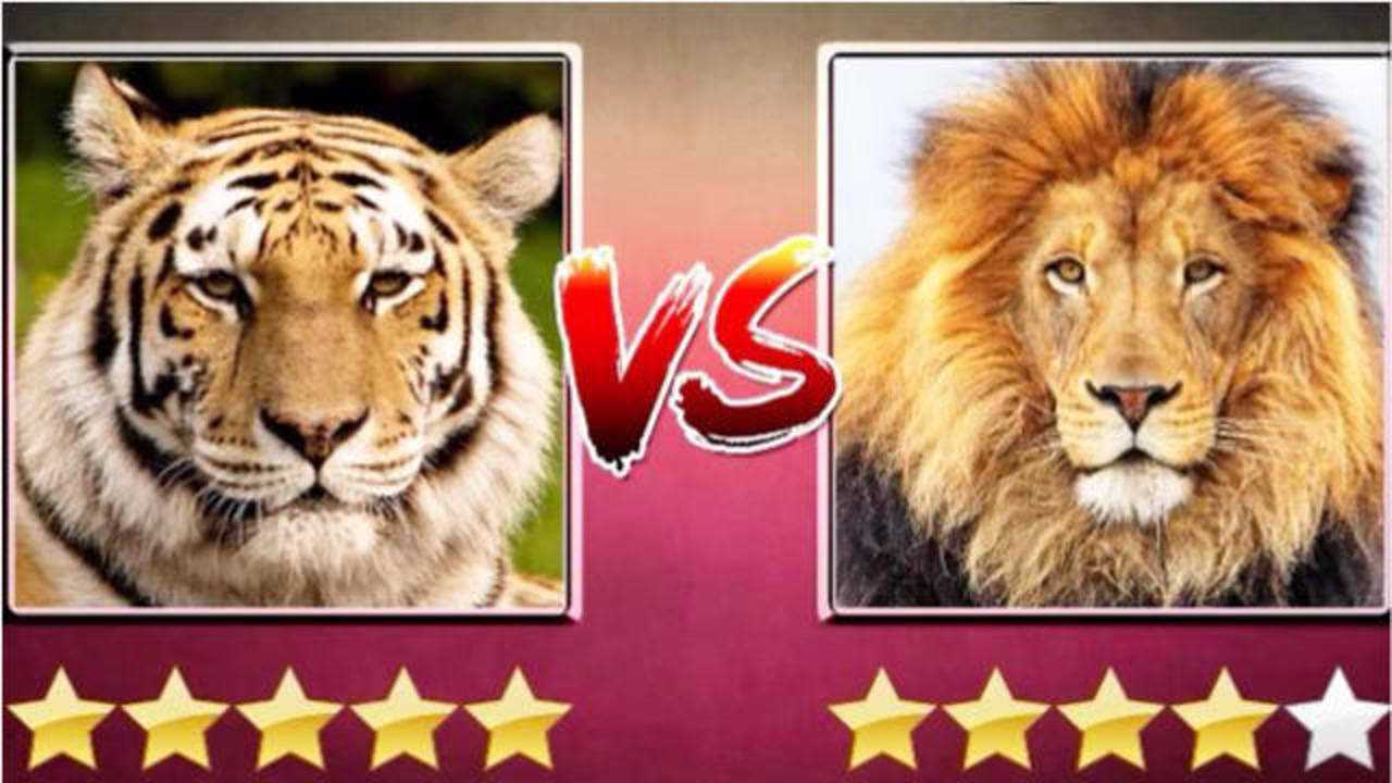 狮子和老虎到底哪个的综合实力比较强呢?看完这段视频真让人意外