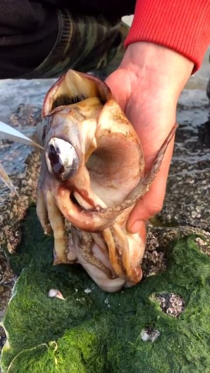 鱿鱼肚子里面也有墨汁