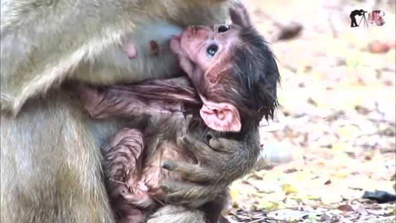 母猴把刚出生的小猴丢在地上,任凭小猴子怎么挣扎,好扎心的一幕