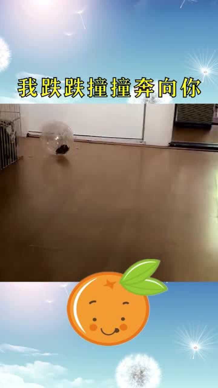 仓鼠我跌跌撞撞奔向你只为了那口吃的
