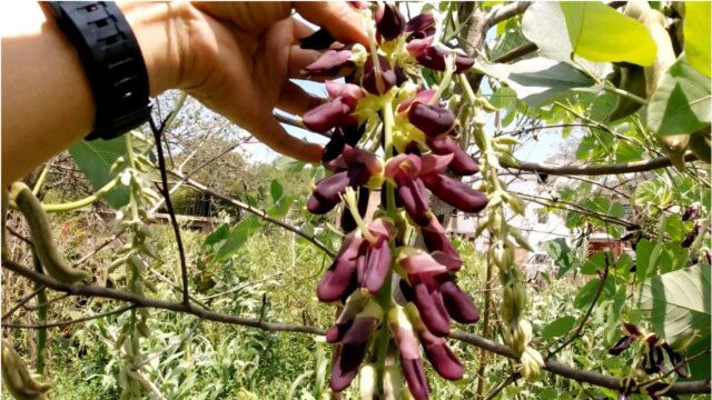 农村有一种蔬菜叫”狗古豆“开的花像葡萄,一串串的真漂亮