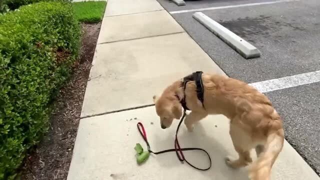 金毛猎犬的自我修养,含着狗绳自己往家走!成熟稳重