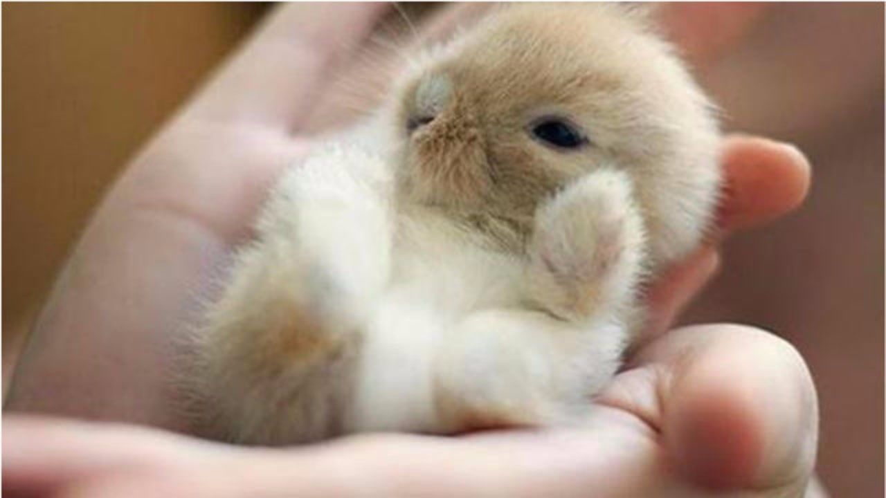 每当这只兔子四脚朝天时,便会闭眼睡觉,网友:兔子界的睡神