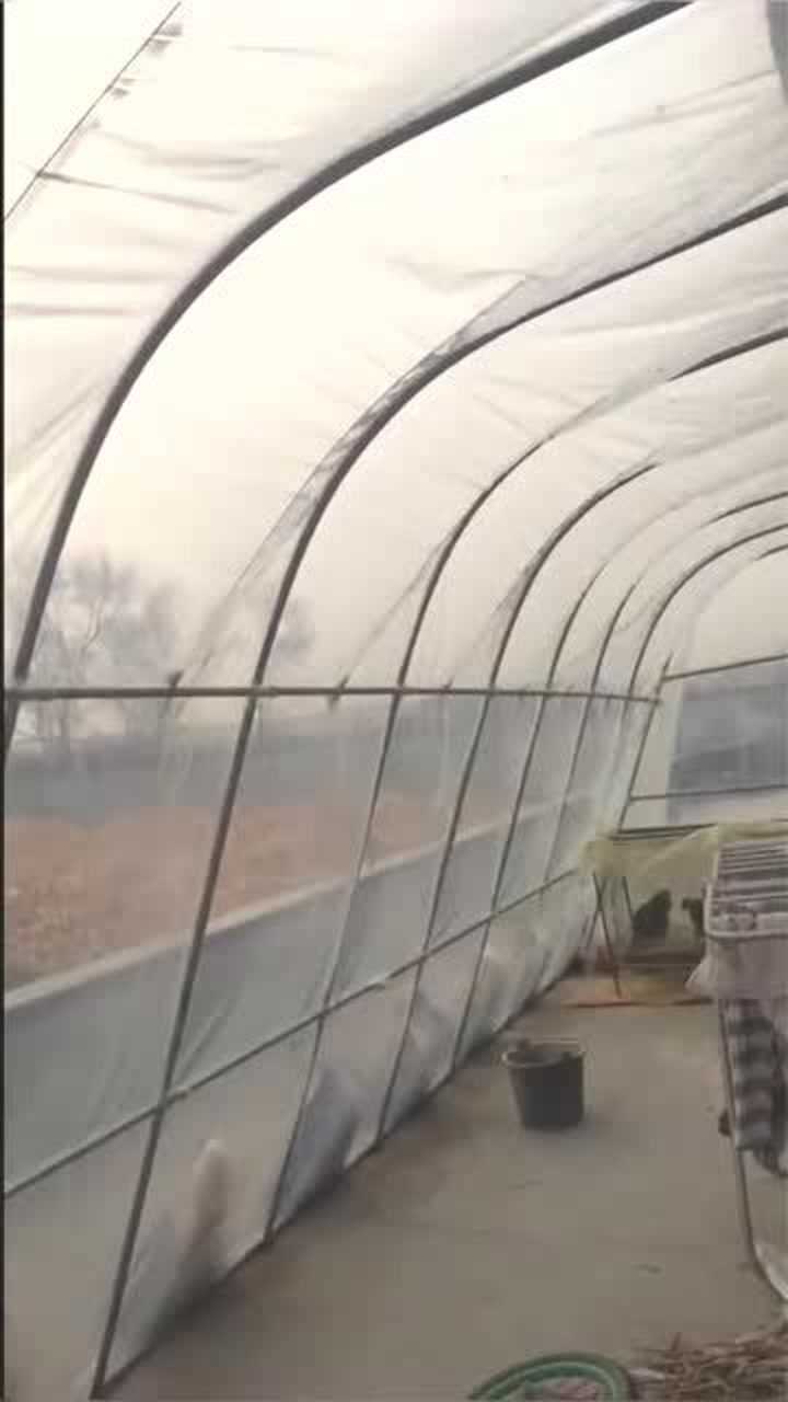 我是东北农村的今天刮大风不知道我家的暖棚能不能扛得住