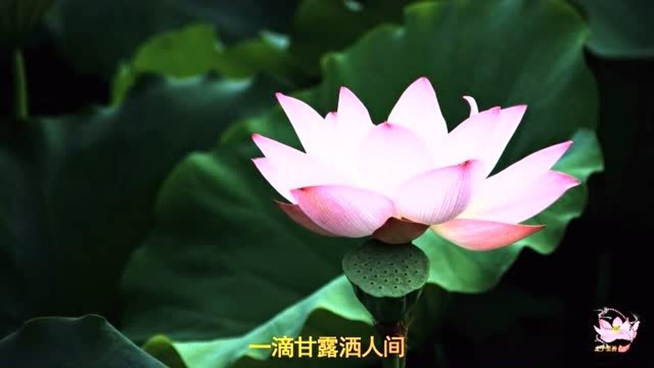 《般若心莲》佛光普照,听者吉星高照皆如意!
