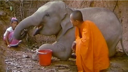 傣族兄妹救助受伤的《小象西娜》，把它送归自然
