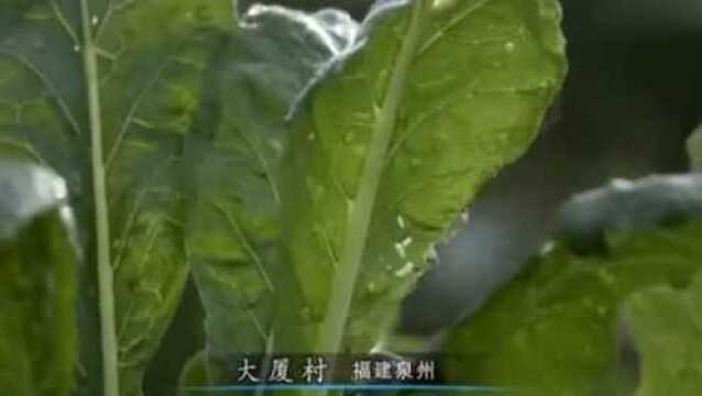 舌尖上的中国:萝卜饭