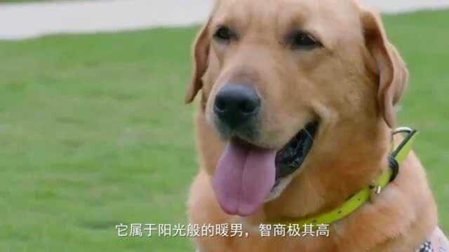 世界上五种忠诚的狗,中华田园犬才排第三!第一名你根本想不到!