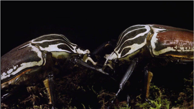 这体型绝对是昆虫界的相扑选手大角金龟的强力对决力量十足