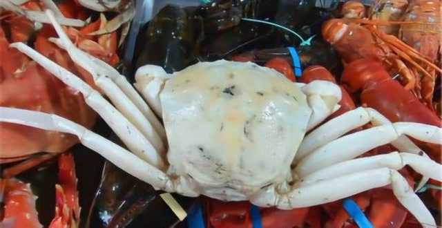 万里挑一的白玉螃蟹1只卖500元煮熟后不比帝王蟹差