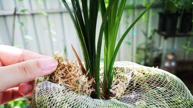 入秋后养兰花,盆面铺一层东西,更利于分化花芽