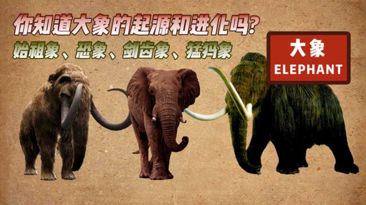 你知道大象的起源和进化吗？猛犸象公元前2000年才灭绝_腾讯视频