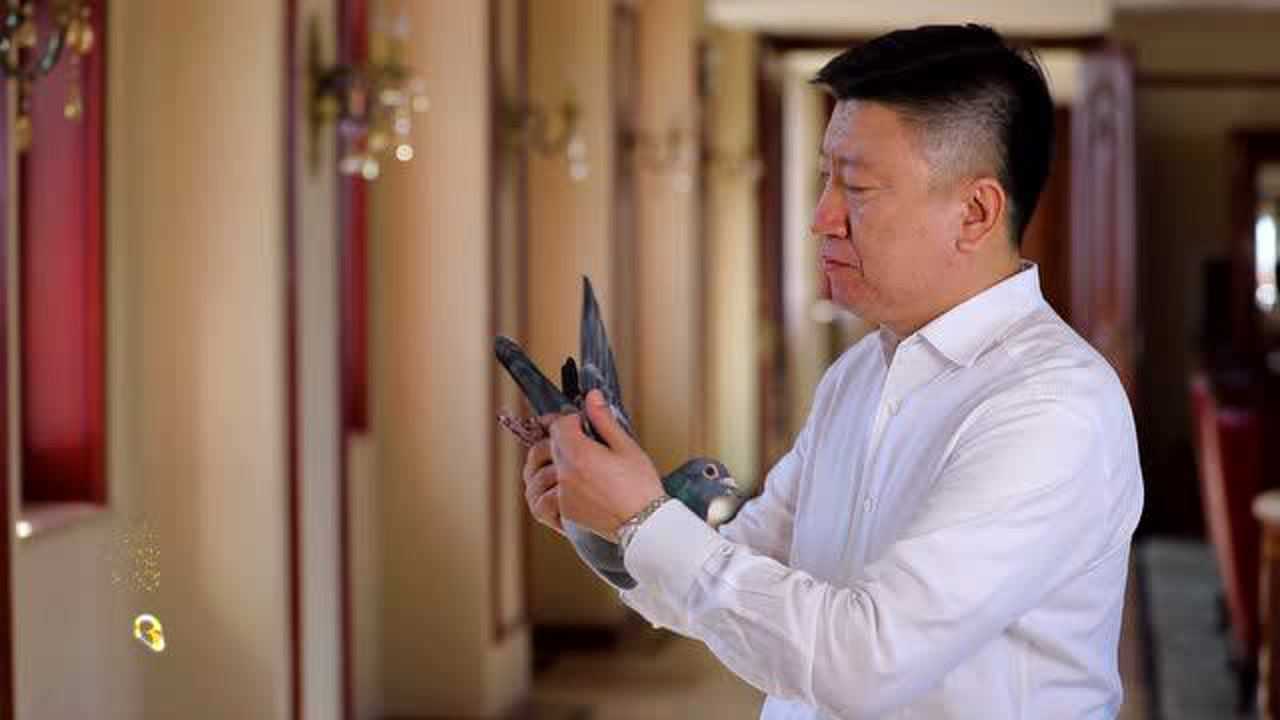 开尔鸽业 邢伟展示 万千宠爱