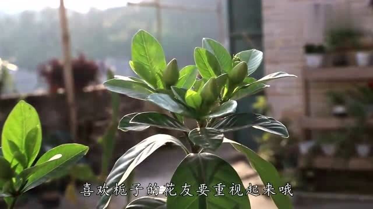 栀子花在家里有忌讳吗(为什么家里不能养栀子花)