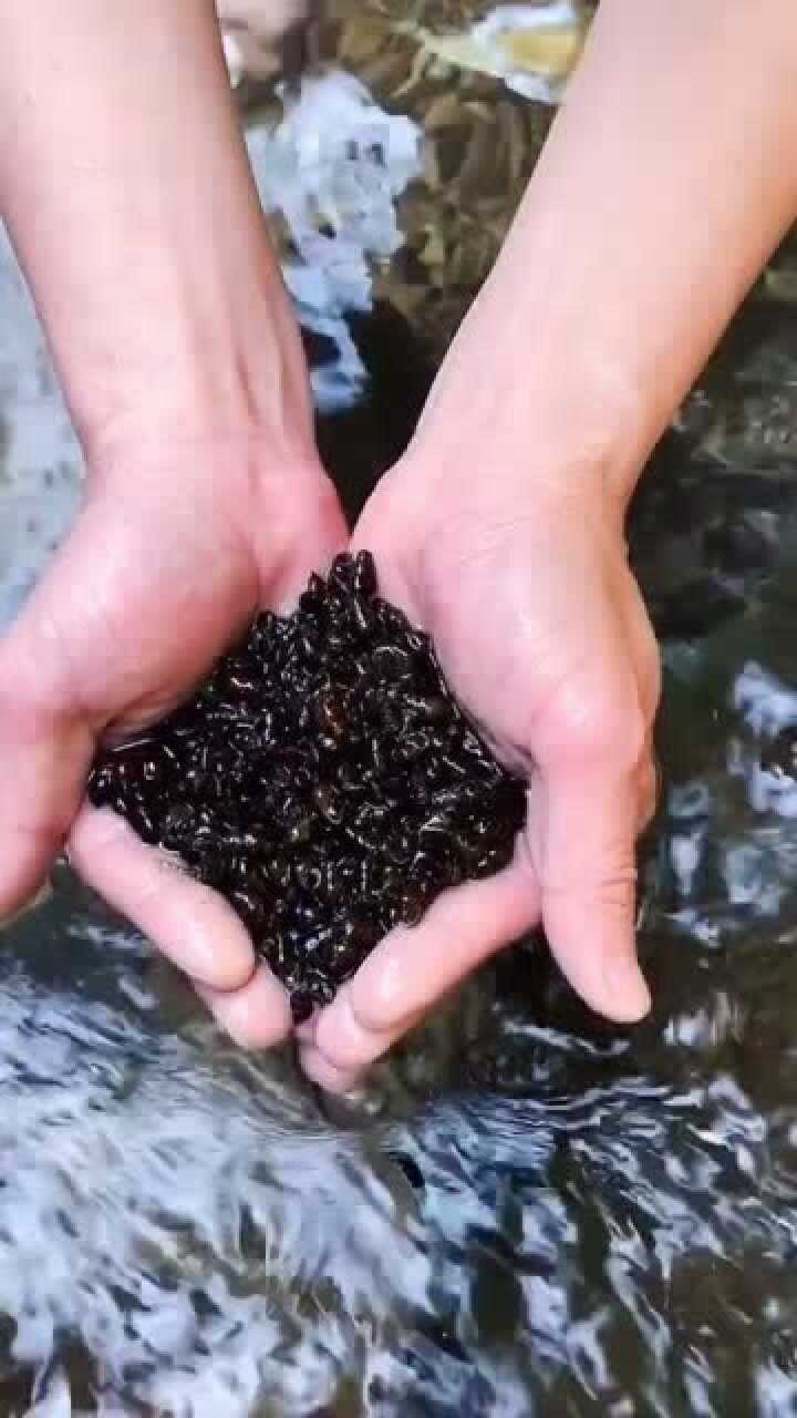 记录农村生活溪螺煮后剩下绿绿的汤你们有没有喝过